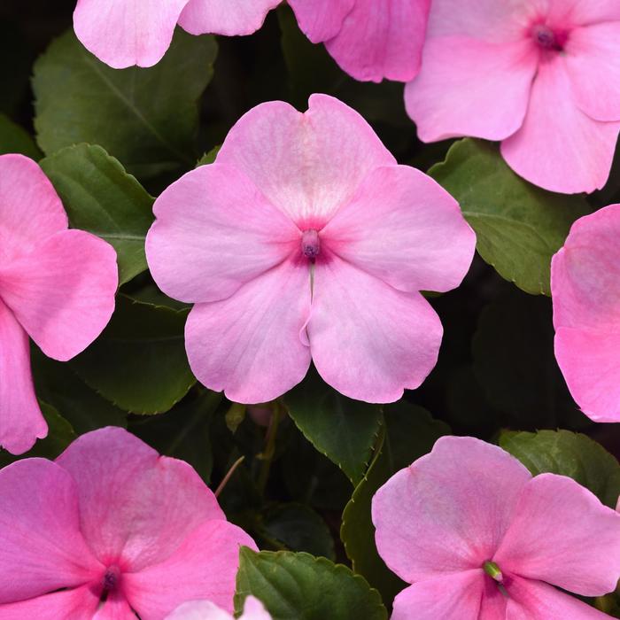 Beacon&reg; Pink Light - Impatiens walleriana from Robinson Florists