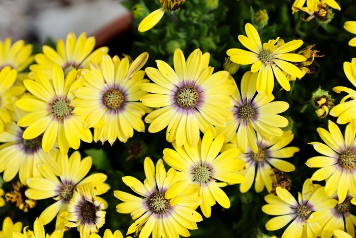 Besties™ 'Cheerful Gold' - Osteospermum from Robinson Florists