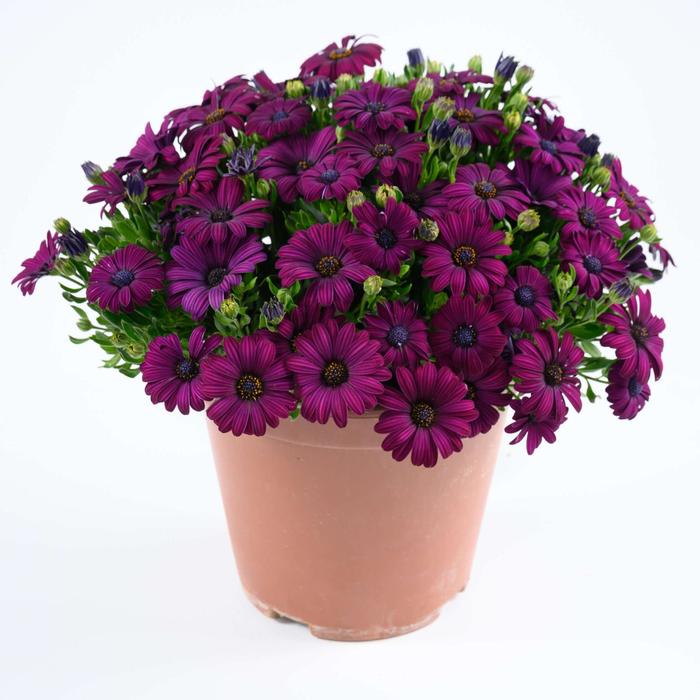 Besties™ 'Devoted Purple' - Osteospermum from Robinson Florists
