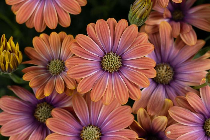 Besties™ 'Dynamic Bicolor' - Osteospermum from Robinson Florists