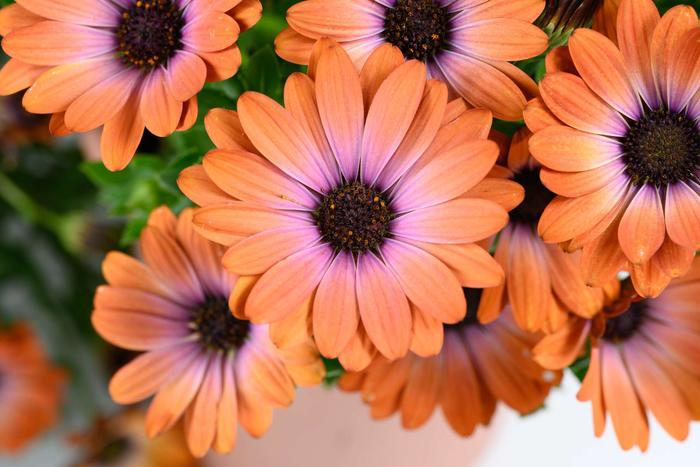 Besties™ 'Inspiring Orange' - Osteospermum from Robinson Florists
