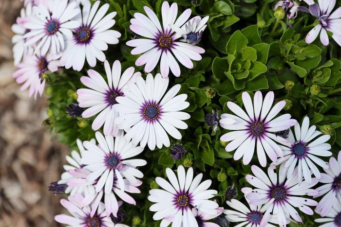 Besties™ 'Trusty Amethyst' - Osteospermum from Robinson Florists