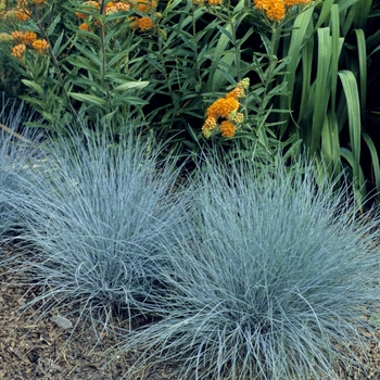 Festuca ovina glauca - 'Elijah Blue' Fescue