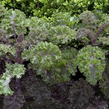 Brassica oleracea var. acephala - 'Redbor' Ornamental Cabbage