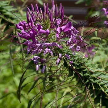 Cleome hassleriana - 'Queen Violet' Spider Flower