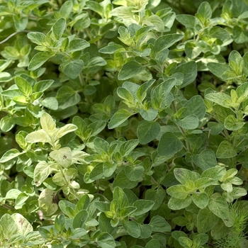 Origanum - 'Berts Beauty' Oregano