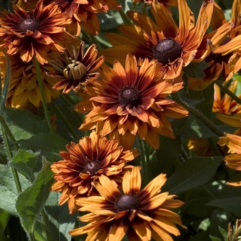 Rudbeckia hirta - Black Eyed Susan