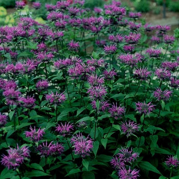 Monarda didyma - 'Blue Stocking' Bee Balm