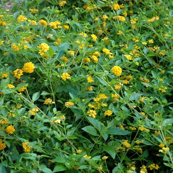 Lantana camara - 'New Gold'