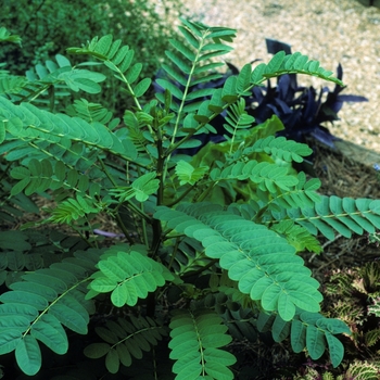 Cassia (Senna) didymobotrya - Popcorn Bush