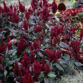 Celosia argentea var. plumosa - 'New Look' Cockscomb