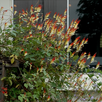 Mina lobata - Spanish Flag