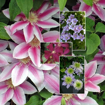 Clematis - 'Multiple Varieties'