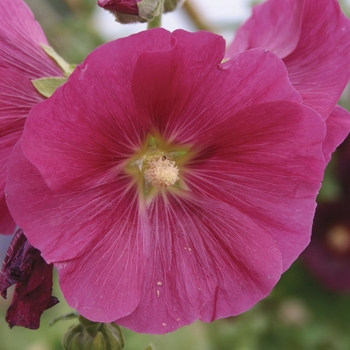 Alcea rosea - 'Indian Spring' Hollyhock