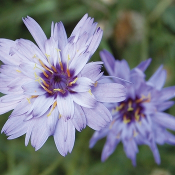 Catananche caerulea - Cupid's Dart