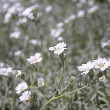 Cerastium tomentosum - 'Yo Yo' Snow in Summer