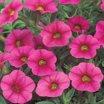 Calibrachoa - Superbells® 'Cherry Red'