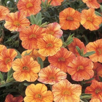 Superbells&reg; ''Tequila Sunrise'' -Calibrachoa 