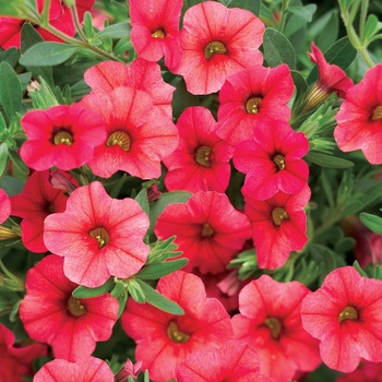Calibrachoa - Superbells&reg; 'Coralberry Punch&trade;'