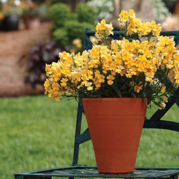 Nemesia - Sunsatia® ''Lemon''