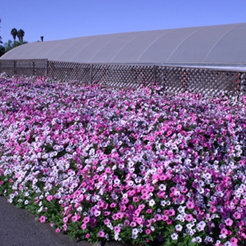 Petunia - Supertunia Vista® 'Silverberry'