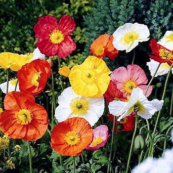 Papaver - 'Wonderland Mix' Poppy