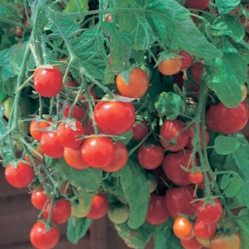 Lycopersicon esculentum (Tomato) - Culinary Couture™ 'Tumbling Tom Red'