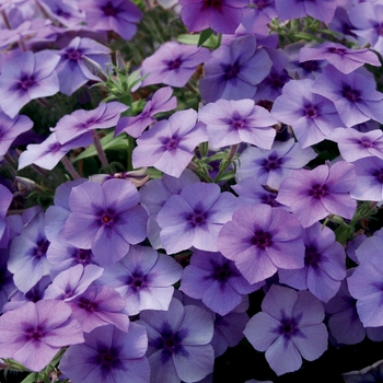 Phlox - Intensia® ''Blueberry''