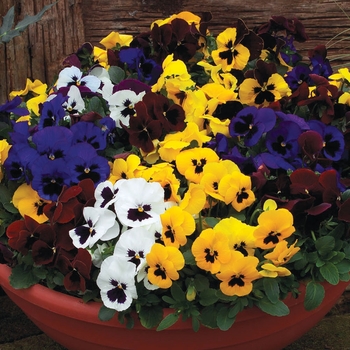Viola x wittrockiana (Pansy) - Delta™ ''Blotched Formula Mix''