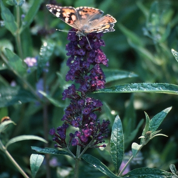 Buddleia davidii - 'Black Knight' Butterfly Bush