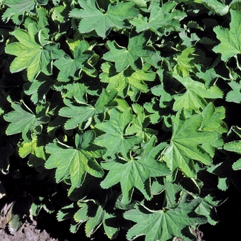 Alchemilla sericata - ''Gold Strike'' Lady''s Mantle