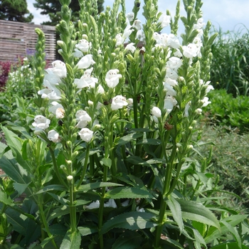 Physostegia virginiana - 'Crystal Peak White' Obedient Plant