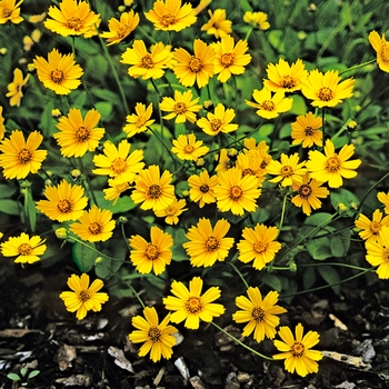 Coreopsis auriculata f. nana - ''Elfin Gold'' Tickseed