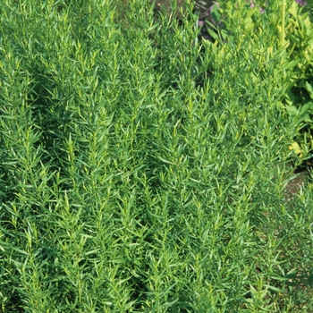 Artemisia dracunculus - Tarragon