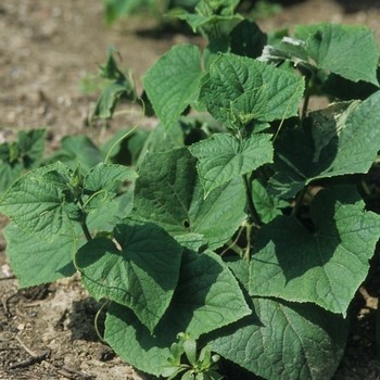 Cucumis sativus - 'Fanfare' Fanfare Cucumber