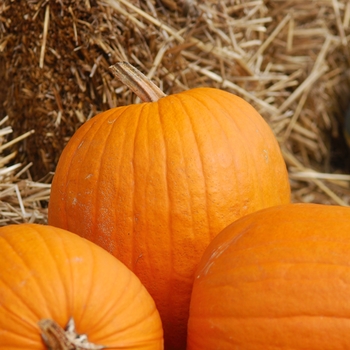 Cucurbita pepo - 'Aladdin' Pumpkin