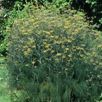 Foeniculum vulgare - Common Fennel