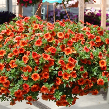 Calibrachoa - Aloha ''Hot Orange''