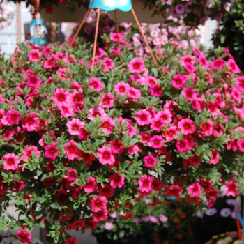 Calibrachoa - Aloha 'Tiki Hot Pink'