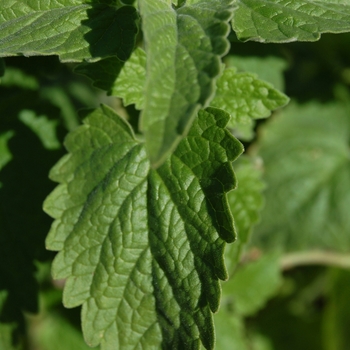 Nepeta cataria - Catnip