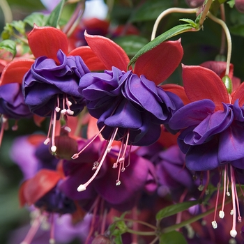 Fuchsia - 'Ballerina Blue'