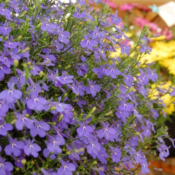 Lobelia - Lobella™ ''Ocean Flash''