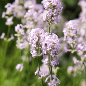 Lavandula angustifolia - 'Jean Davis' Jean Davis Lavender