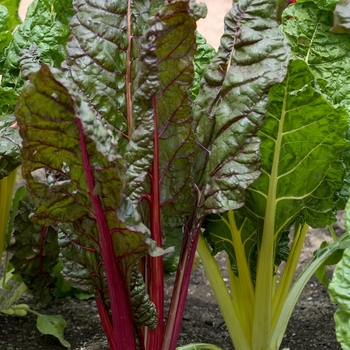 Beta vulgaris var cicla - 'Bright Lights' Swiss Chard