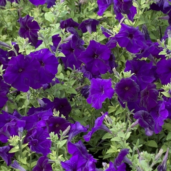 Petunia multiflora - Hurrah™ 'Blue'