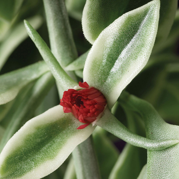 Dorotheanthus bellidiformis - ''Mezoo™ Trailing Red'' 