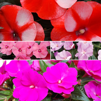 Impatiens hawkeri - 'Multiple Varieties' New Guinea Impatiens