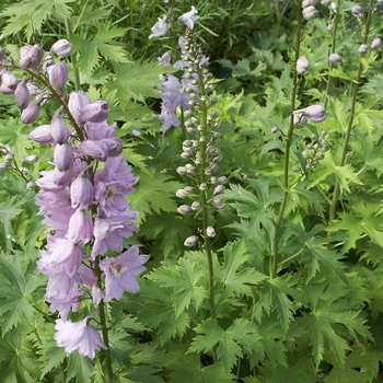 Delphinium elatum - 'Magic Fountains Cherry Blossom'