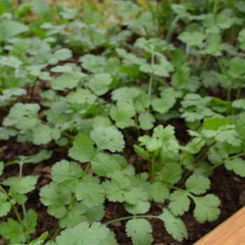 Coriandrum sativum - 'Santo' Cilantro