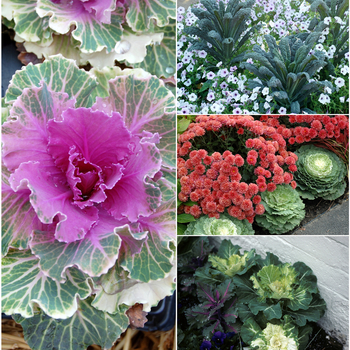 Brassica - Assorted Flowering Kale & Cabbage